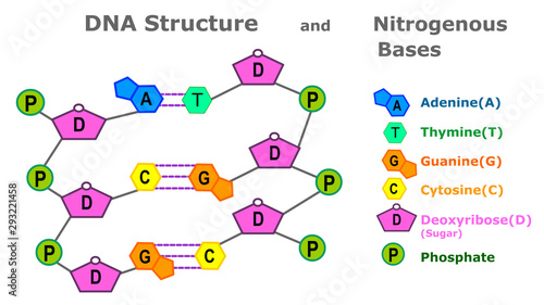 DNA structure. Nitrogenous bases.  Strands of DNA are made of the sugar and phosphate portions of the nucleotides. DNA function diagram. Nitrogenous bases. RNA links. Simple annotated.  Vector