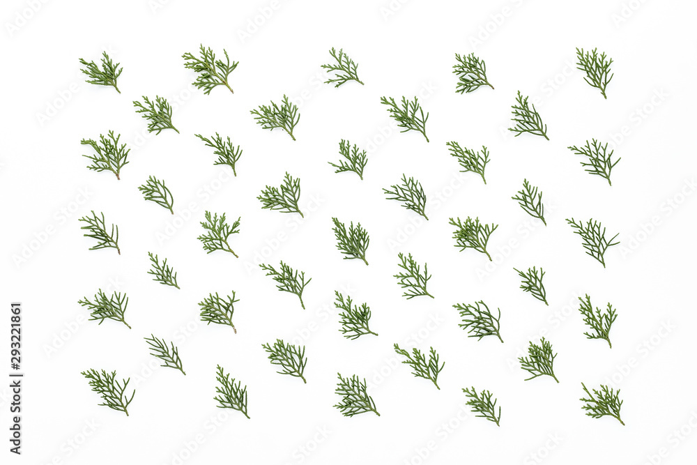Fototapeta premium Shapes and lines with the fruits of the cypress