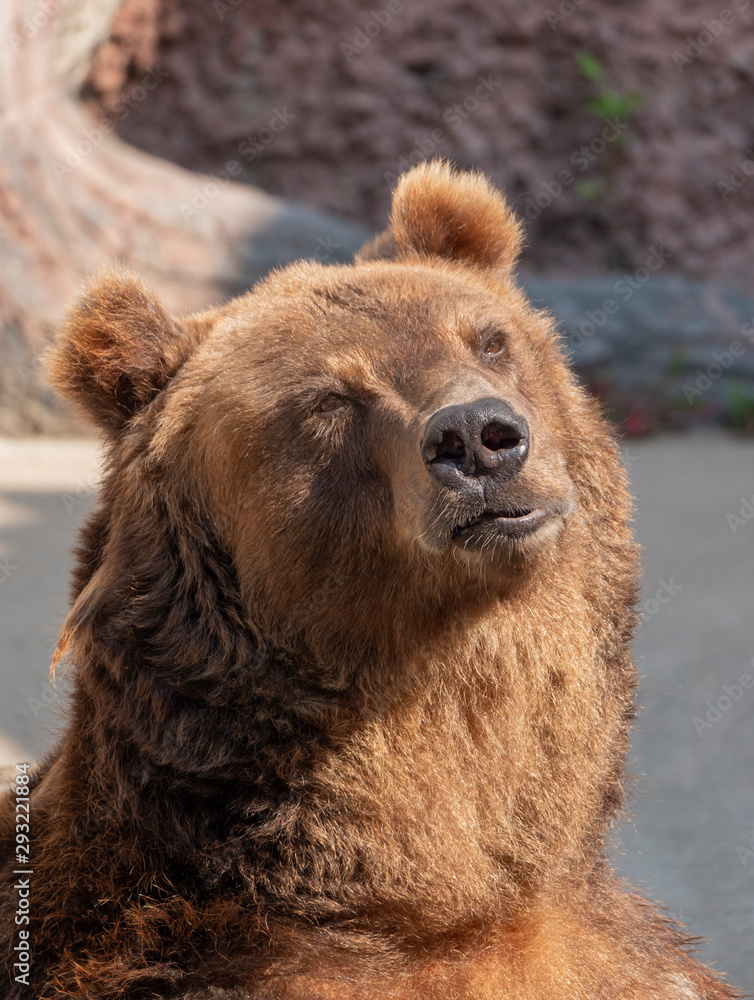 Brown bear (Ursus arctos) portrait on the hunt