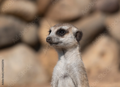 Meerkat or suricate is a small carnivoran belonging to the mongoose family © Arrows