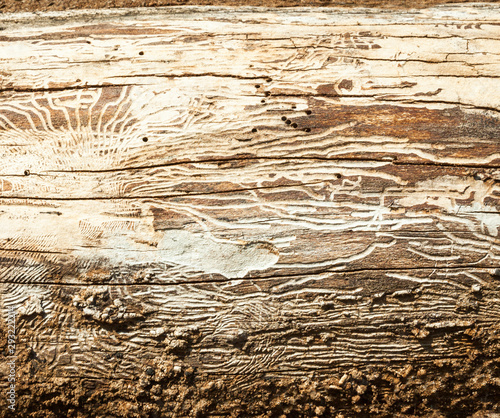 Wood with bark beetle galleries