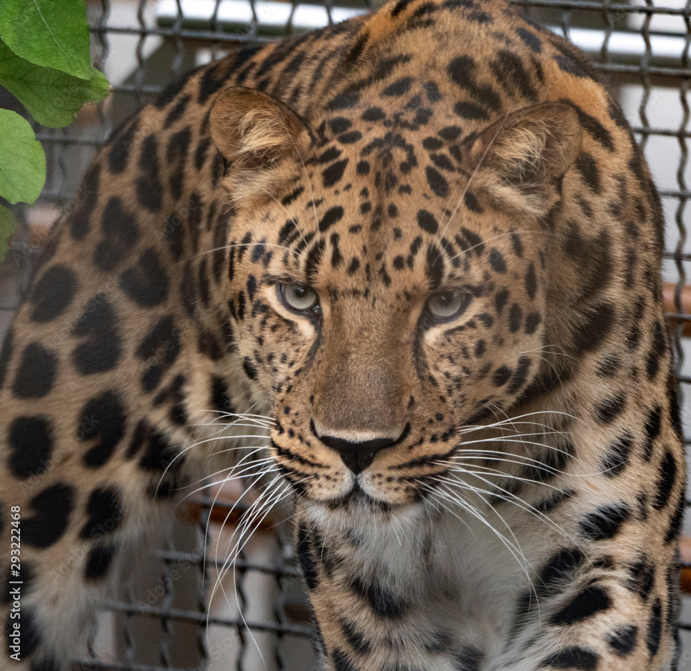 Jaguar before the attack on the victim prepares to jump Jaguar before the attack on the victim prepares to jump