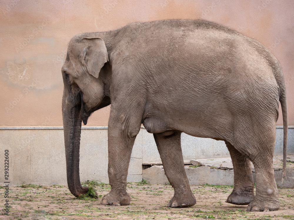 Fototapeta premium Little elephant a walks one summer day