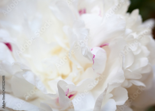 White peony flower © rootstocks