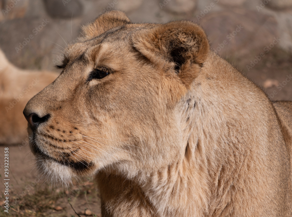 Obraz premium Portrait lioness basking in the warm sun after dinner