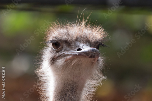 Ostrich close-up in the looks cautiously around