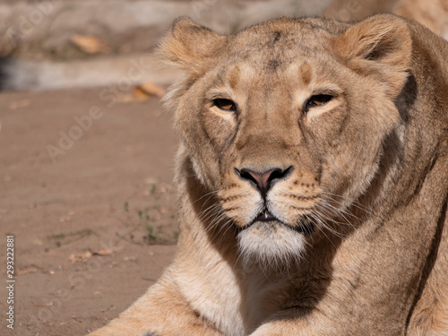 Portrait lioness basking in the warm sun after dinner © Arrows