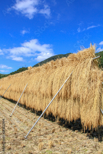 田んぼのはざかけ