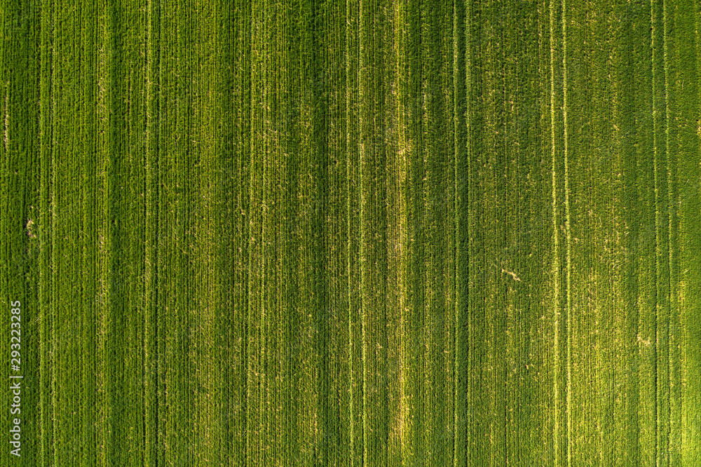 Aerial view of green wheatgrass field from drone pov - obrazy, fototapety, plakaty 