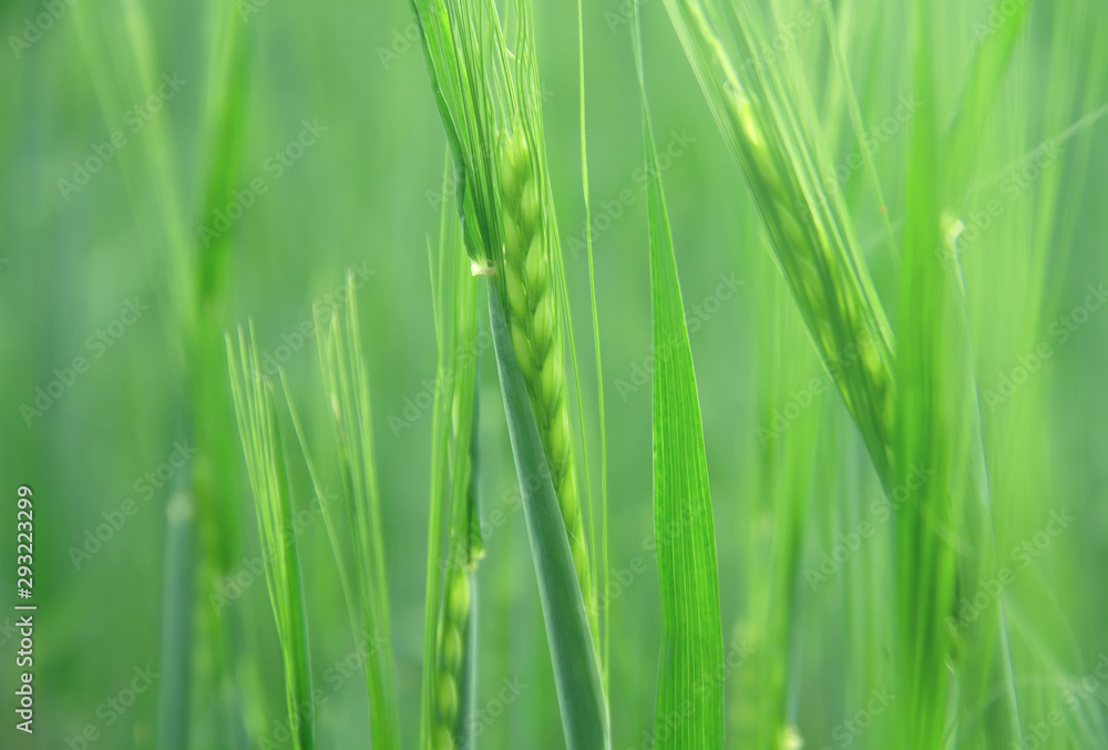Spikelets of young green rye in a summer field. Blurred background Spikelets of young green rye in a summer field. Blurred background