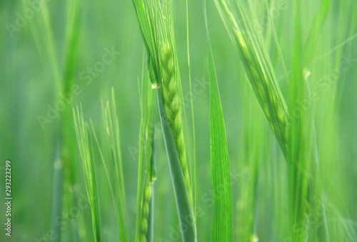 Spikelets of young green rye in a summer field. Blurred background