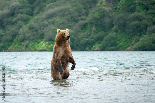 Rządząc krajobrazem, niedźwiedzie brunatne Kamczatki (Ursus arctos beringianus)