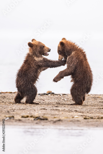 Ruling the landscape  brown bears of Kamchatka  Ursus arctos beringianus 