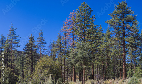 Stand of Pines in Mountains