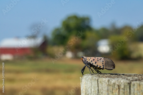 The Spotted Lantern Fly is rapidly taking over the Eastern Pennsylvania countryside.