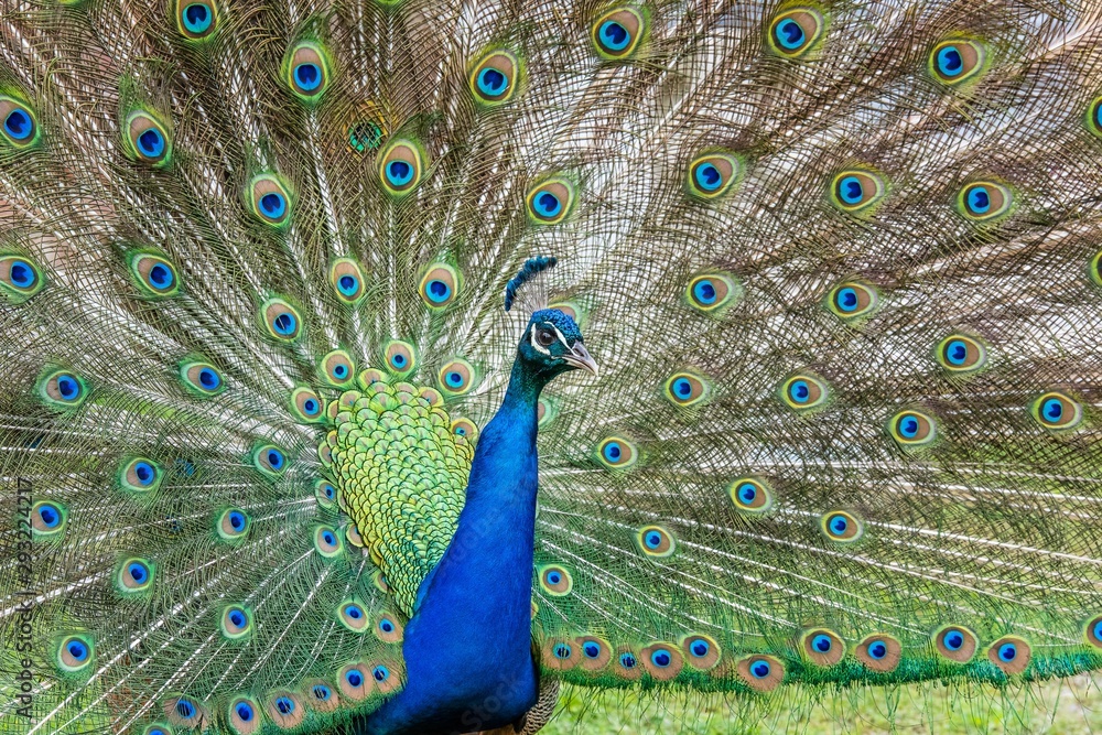 Obraz premium Peacock displaying feathers