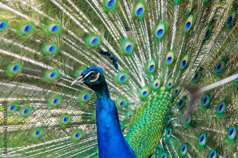 Obraz premium Peacock displaying feathers