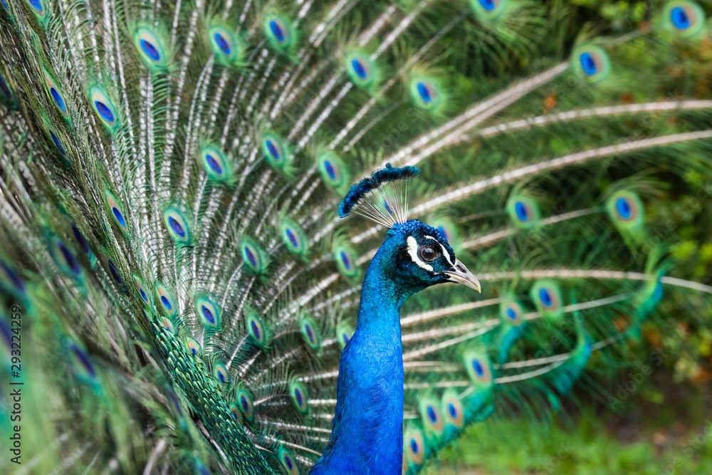 Fototapeta premium Peacock displaying feathers