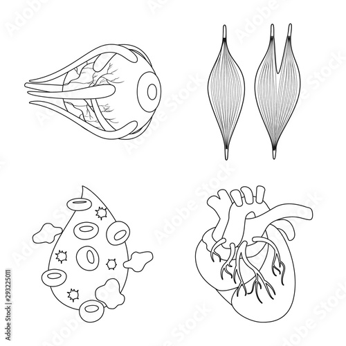 Vector design of anatomy and organ symbol. Collection of anatomy and medical stock vector illustration.