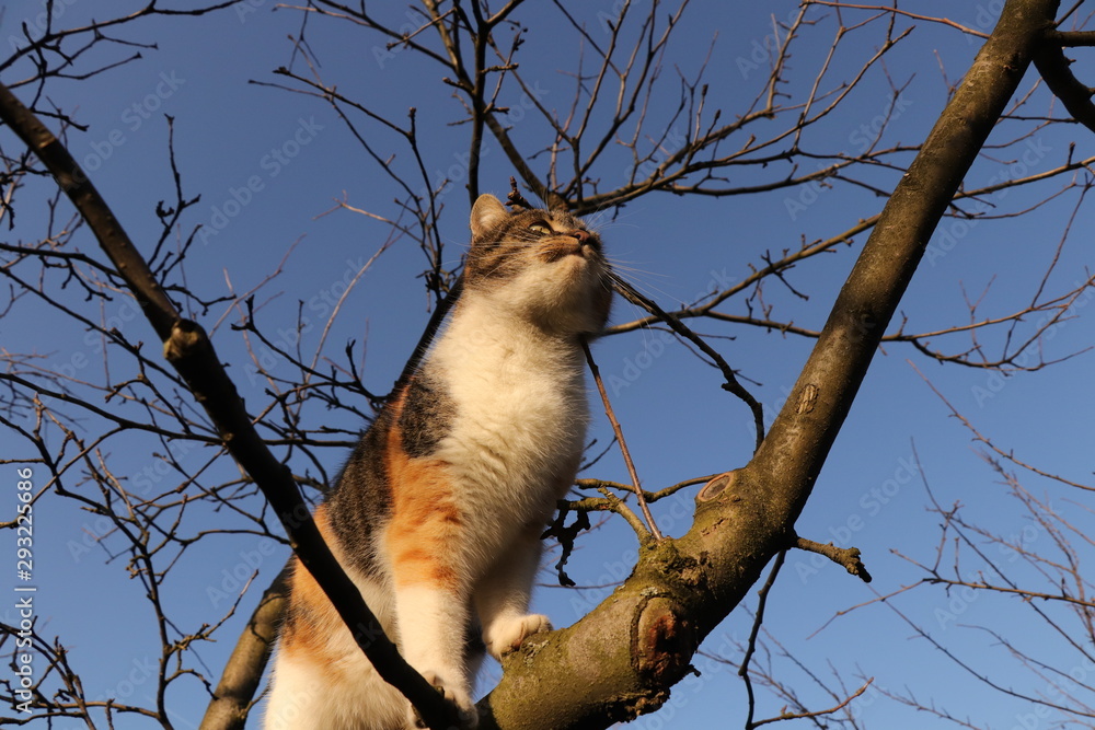 Biggest traveler who mainly uses tree branches for transfer from point A to point B. Adorable and lovely domestic cat walks on branchs and tries found some birds for eats Biggest traveler who mainly uses tree branches for transfer from point A to point B. Adorable and lovely domestic cat walks on branchs and tries found some birds for eats