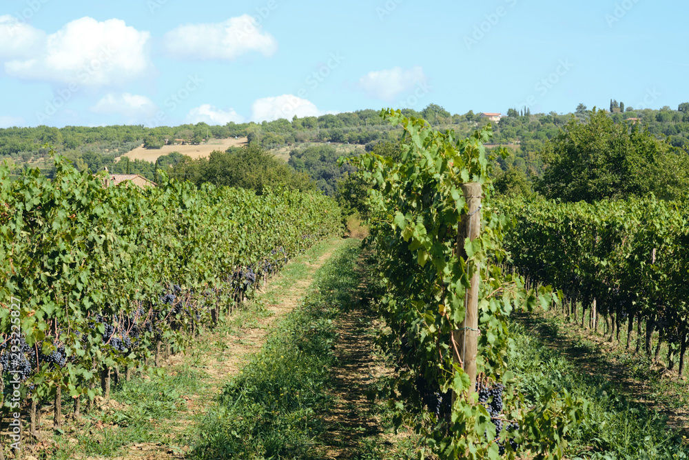 grape and vine vinegrape of sangiovese under sunlight in tuscany italy autumn summer 