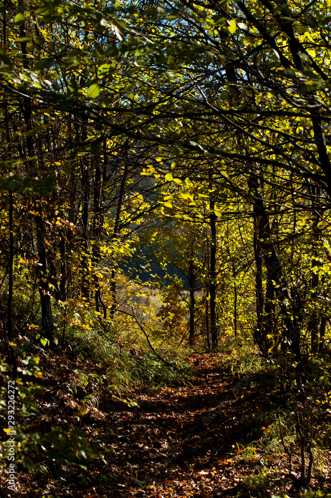 Fototapeta premium Autumn temperate deciduous forest landscape 