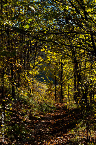 Autumn temperate deciduous forest landscape 