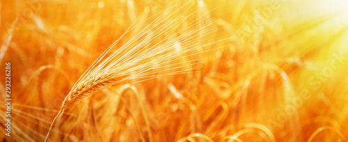 Close up barley field background. Agriculture  agronomy  industry concept.