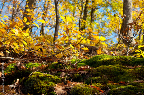 Autumn temperate deciduous forest landscape 