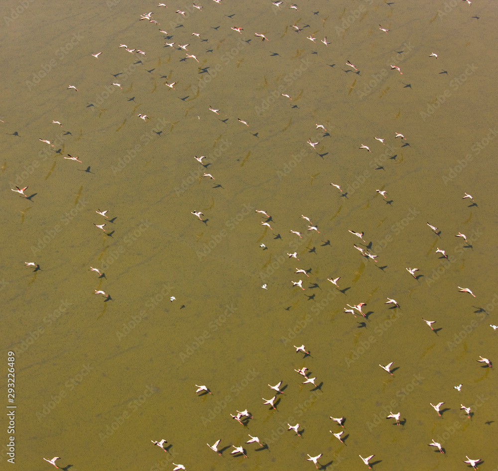 Flamencos en el Lago Magadi, Valle del Rift, Kenia, Africa Flamencos en el Lago Magadi, Valle del Rift, Kenia, Africa