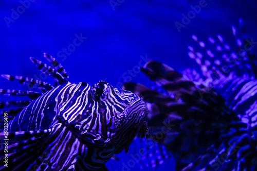 Lion fish close up nature sea fish wild life ocean aquarium blue background