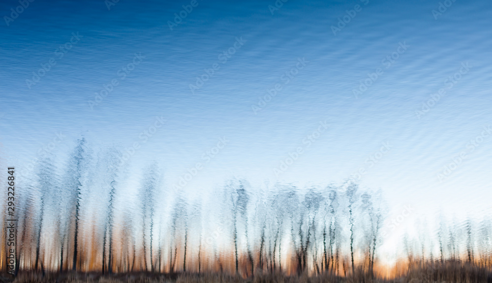 Water surface with the reflection of the leafless trees Water surface with the reflection of the leafless trees