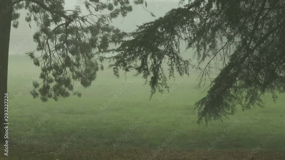 Only Certain Part Raining A short video showing severe and heavy rainfall in a local park, tree ...