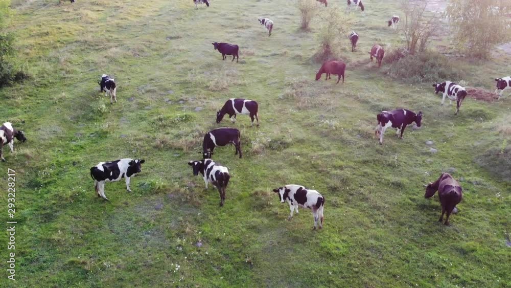 Aerial view of cows on pasture field, top view drone pov