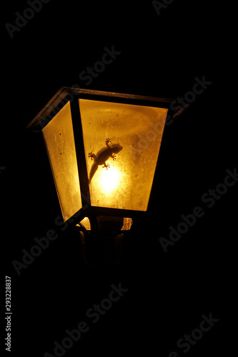 wall gecko in the lamp of Montecatini Val di Cecina, Italy, photo