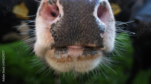 4K close up of a British cow licking a camera. Cows in an english farm field with a friendly cattle nose and tongue