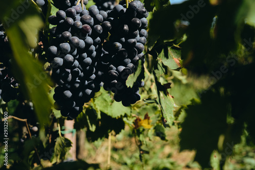 grape and vine vinegrape of sangiovese under sunlight in tuscany italy autumn summer 