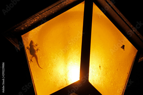 wall gecko in the lamp of Montecatini Val di Cecina, Italy, photo