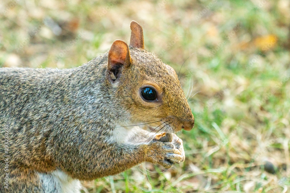 Eastern gray squirrel Eastern gray squirrel