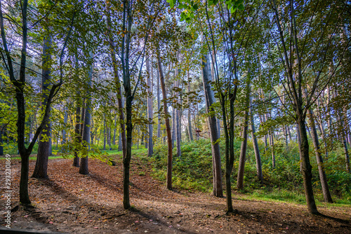 Fototapeta Naklejka Na Ścianę i Meble -  Autumn forest on a sunny day: yellowed maples and fallen leaves