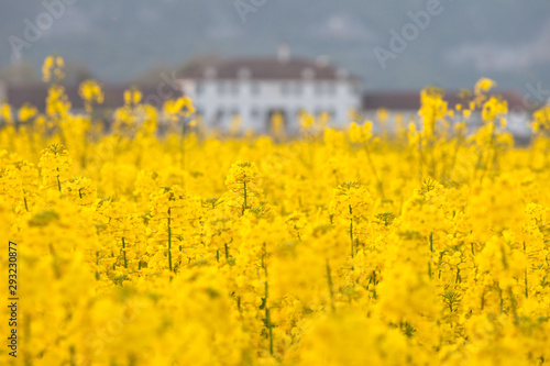 Yellow flowers field with villa © Nick