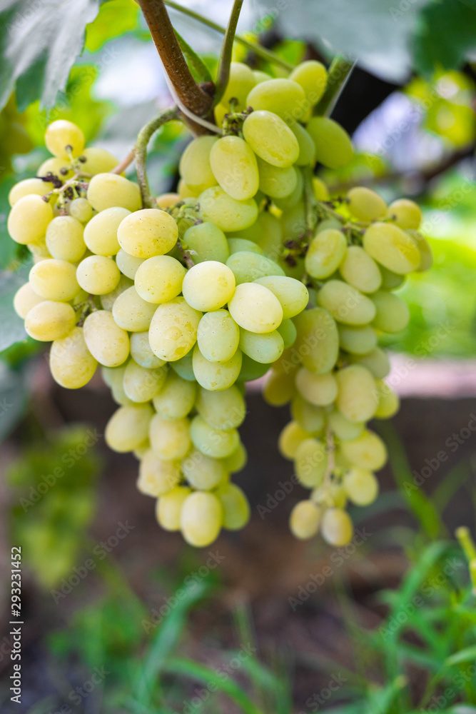A bunch of green ripe grapes on a bush. Ready to harvest grapes close-up. Grape growing in agriculture A bunch of green ripe grapes on a bush. Ready to harvest grapes close-up. Grape growing in agriculture