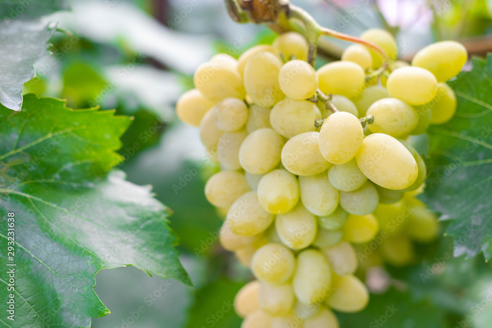 Closeup seedless green grape on a branch with a place for inscription. Harvesting wineyard. Growing a delicious vigrad in the garden Closeup seedless green grape on a branch with a place for inscription. Harvesting wineyard. Growing a delicious vigrad in the garden