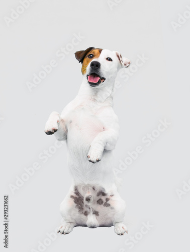 dog breed Jack Russell Terrier looks