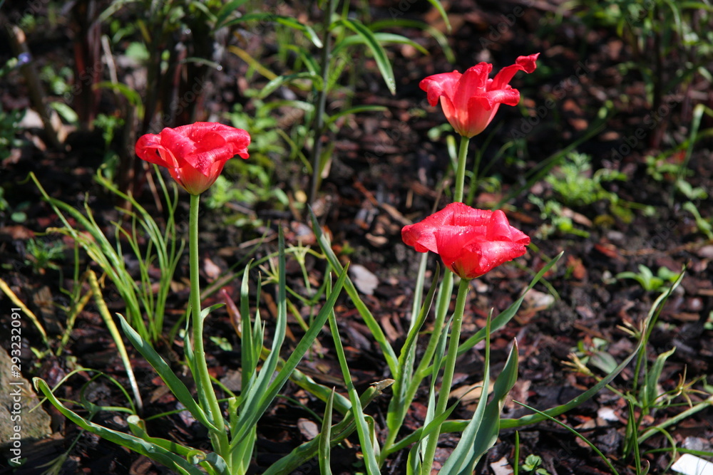 Garden. Flowers and trees