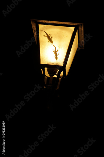 wall gecko in the lamp of Montecatini Val di Cecina, Italy, photo