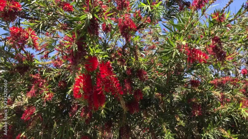 Tree with red flowers in a blowing wind Tree with red flowers in a blowing wind
