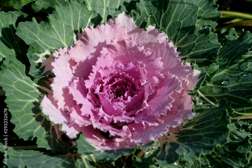 Close up high angle selective focus shot of brassica oleracea var. acephala or purple ornamental cabbage flowers with dew drops and its green leaves with natural light. Beautiful autumn decoration. Close up high angle selective focus shot of brassica oleracea var. acephala or purple ornamental cabbage flowers with dew drops and its green leaves with natural light. Beautiful autumn decoration.