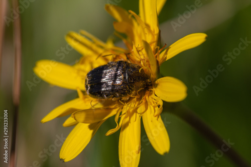 Closeup of a beetle crawling inside a yellow flower, closeup