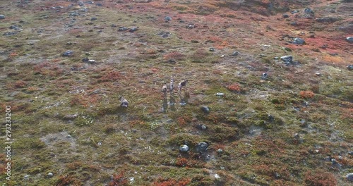 Rangifer tarandus in Lapland, Aerial, orbit, drone shot, around Reindeers, in arctic autumn colors, boreal wilderness, on a sunny, fall day, in Kilpisjarvi, Finland